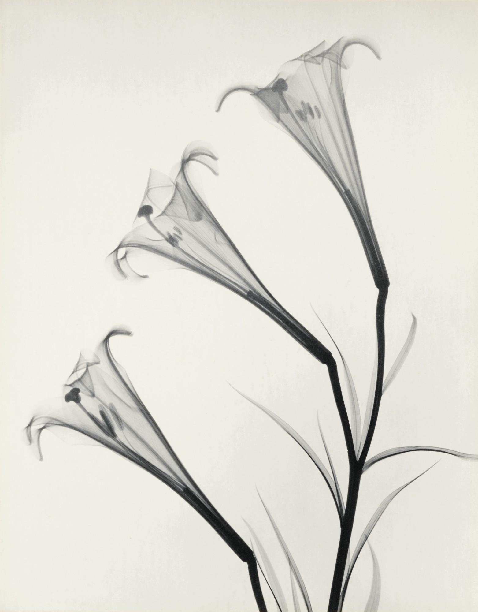 'Formosum Lily' by Dr. Dain L. Tasker | Art.Salon