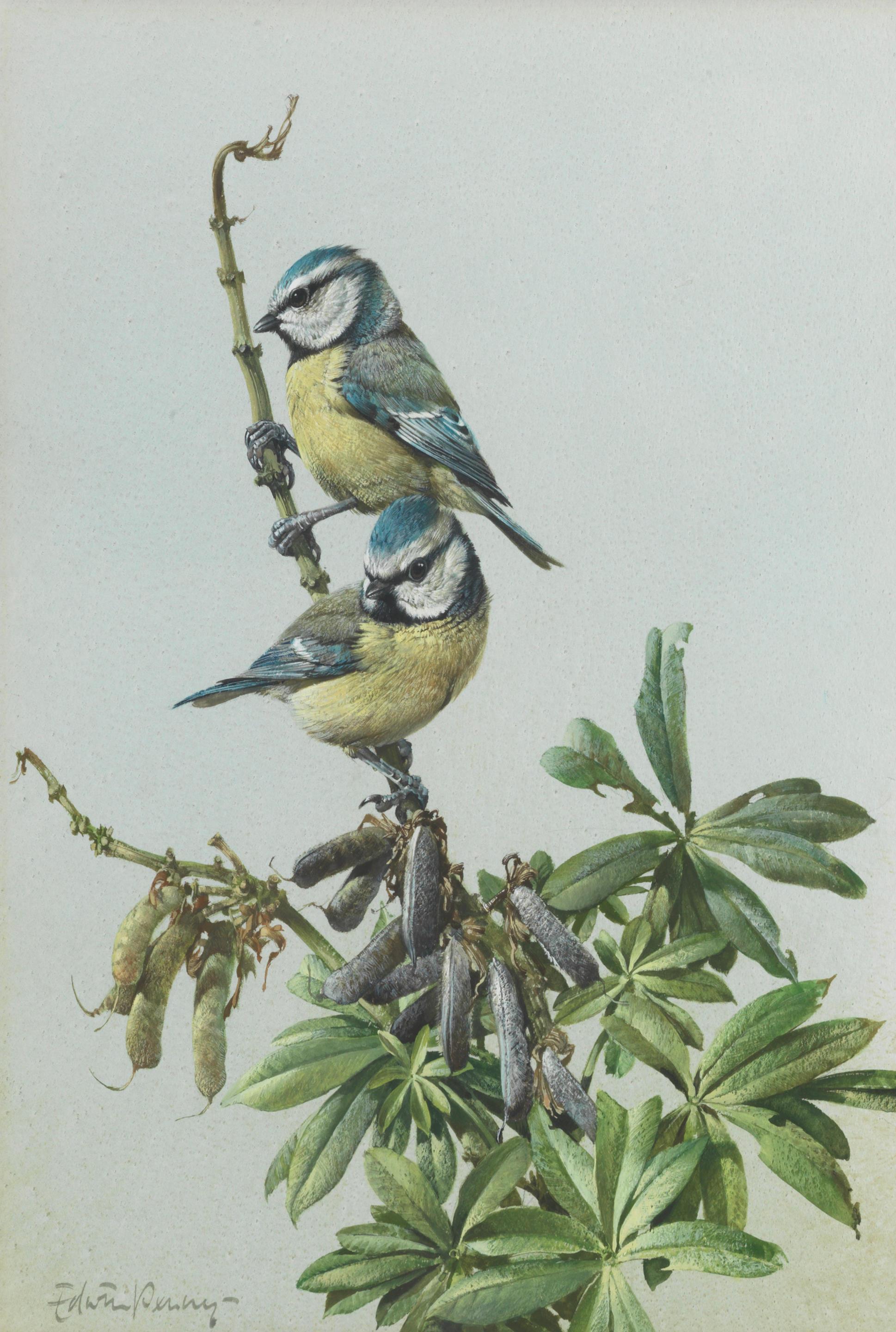 Blue Tits; Collared Dove, a pair both 40 x 27.3cm (15 3/4 x 10 3/4in). (2)  by Edwin Penny | Art.Salon