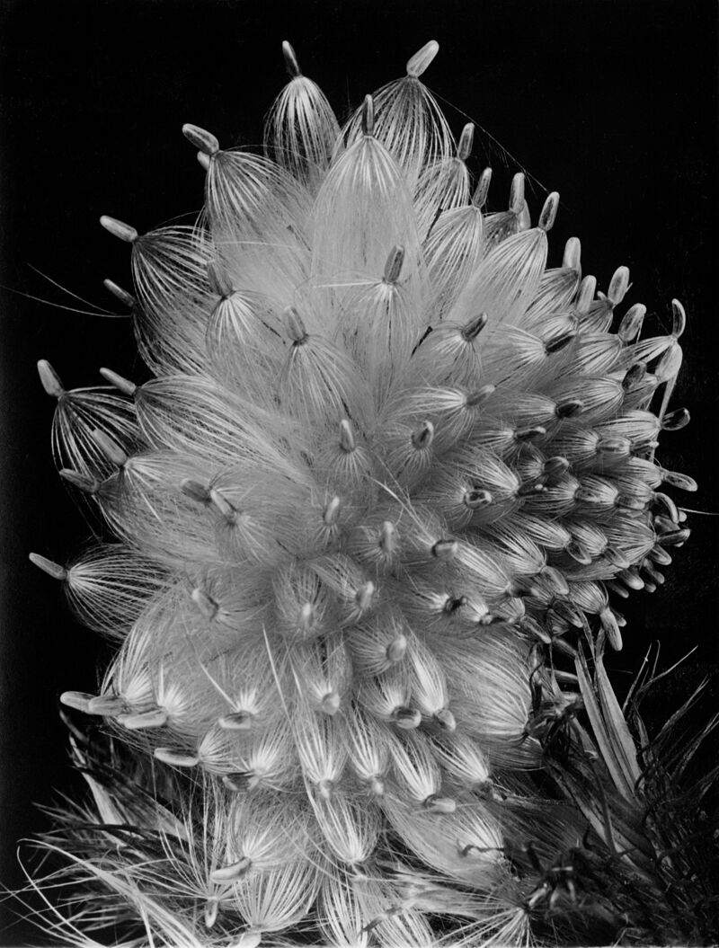 Fred Koch (1904-1947) Distel-Samen