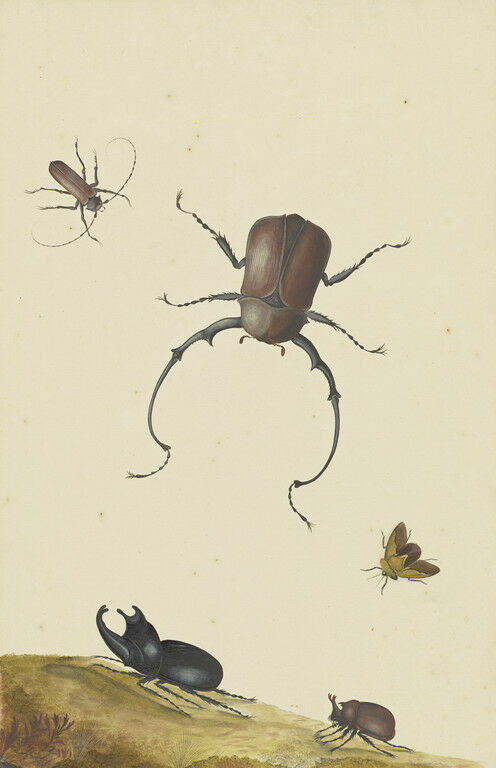 Nicolaas Struyck, Four Beetles and a Flying Stink Bug, 1715