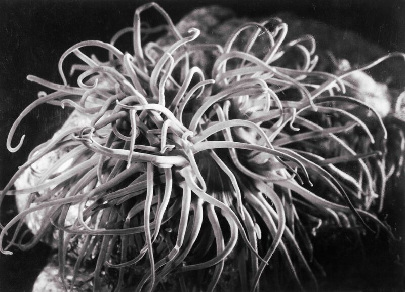 Jean Painlevé, Anémone de mer [Seeanemone], 1929