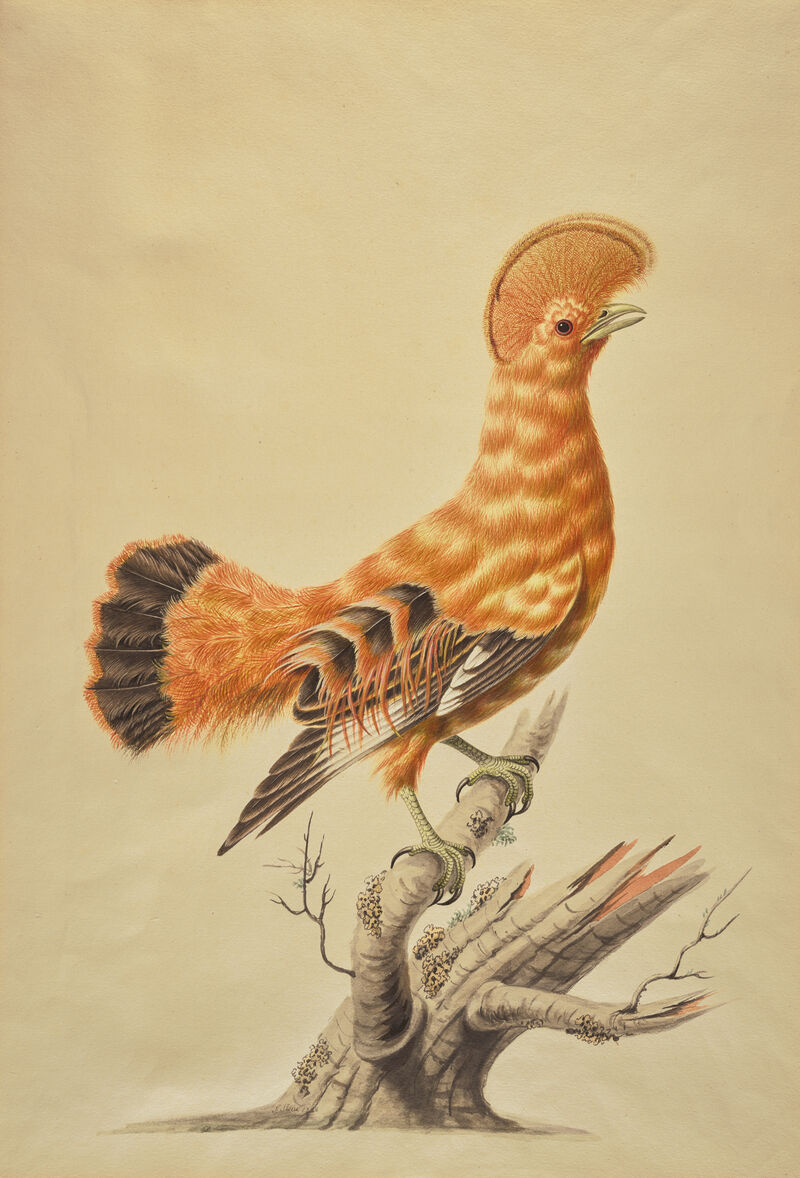 Cock of the Rock (Rupicola rupicola), 1788, Sarah Stone