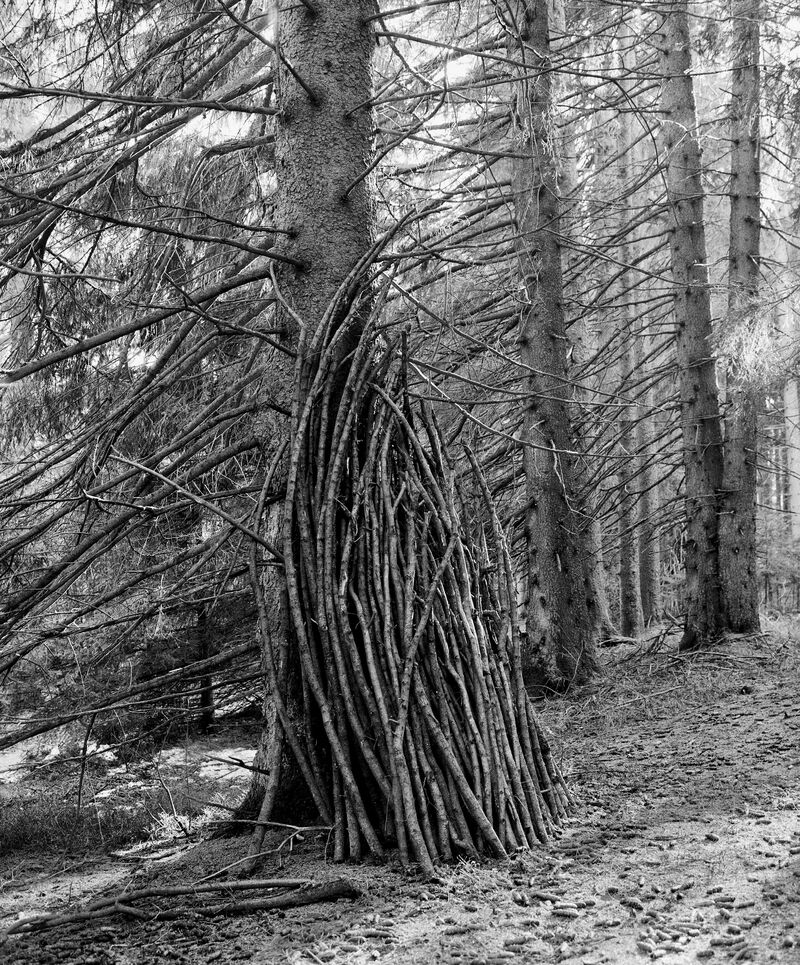 Ingar Krauss, Ohne Titel, aus der Serie: HOLZ, Schwarzwald 2018